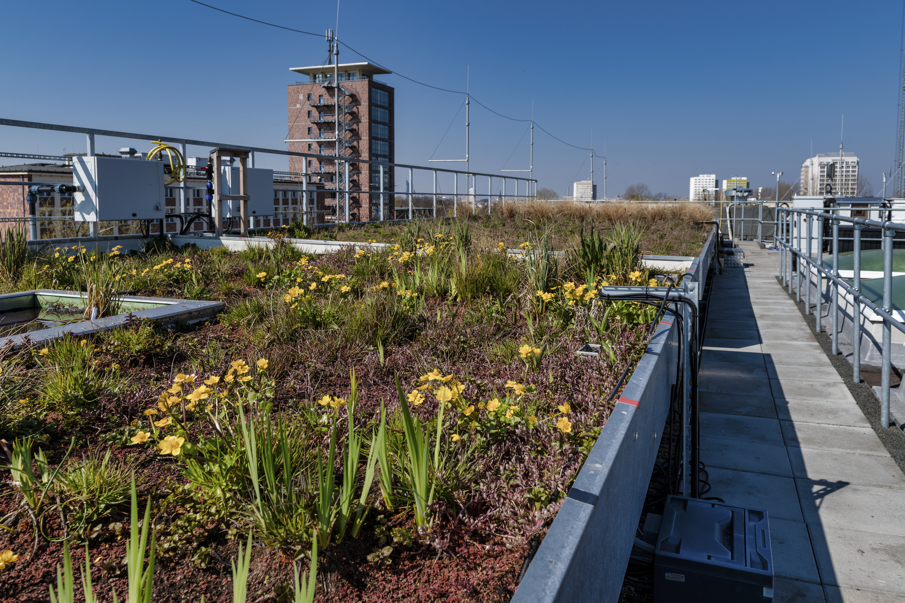 Green roof on the grounds of the Environmental Research Center